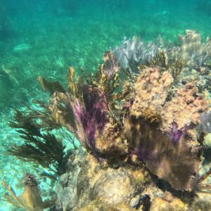 Tour Tulum + Snorkel: Ruinas, Mar y Aventura al Natural